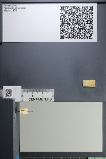 Media type: image;   Entomology 531467